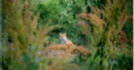 Image du film Le Renard du 94